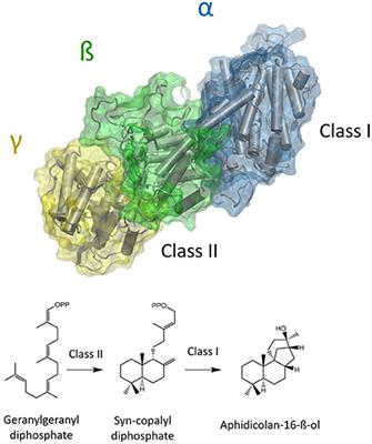 Insights Into the Bifunctional Aphidicolan-16-ß-ol Synthase Through Rapid Biomolecular Modeling Approaches